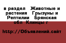  в раздел : Животные и растения » Грызуны и Рептилии . Брянская обл.,Клинцы г.